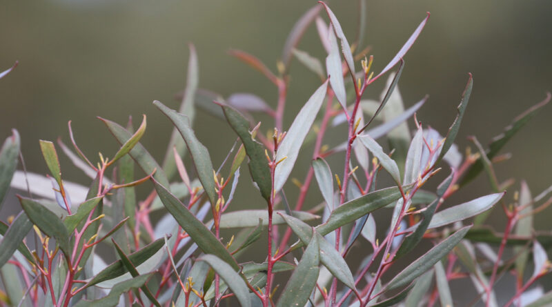 Eucalyptus polybractea (Image: Remember the Wild)