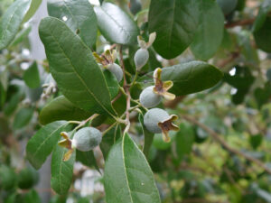 Fruits beginning to form