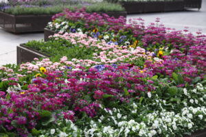 Annuals and can be colour themed (Image: Karen Smith)