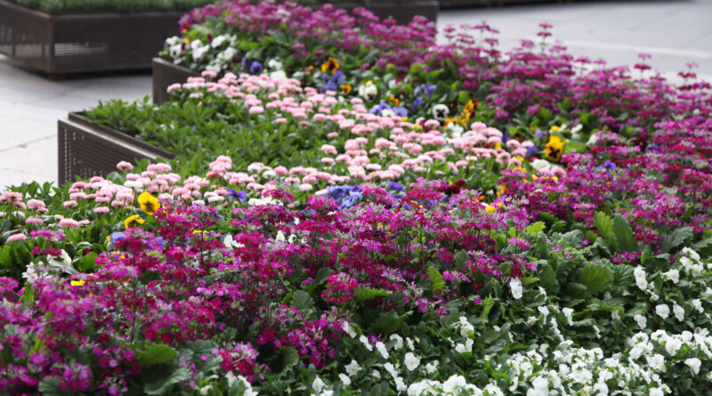Annuals and can be colour themed (Image: Karen Smith)