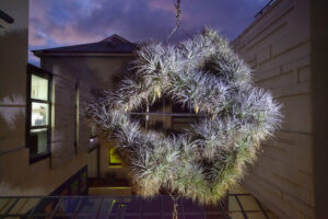 SPICEE, Installed 2016, suspended rotating living air plant sculpture, The Friends School, Hobart, Australia, photgraphed July 2019