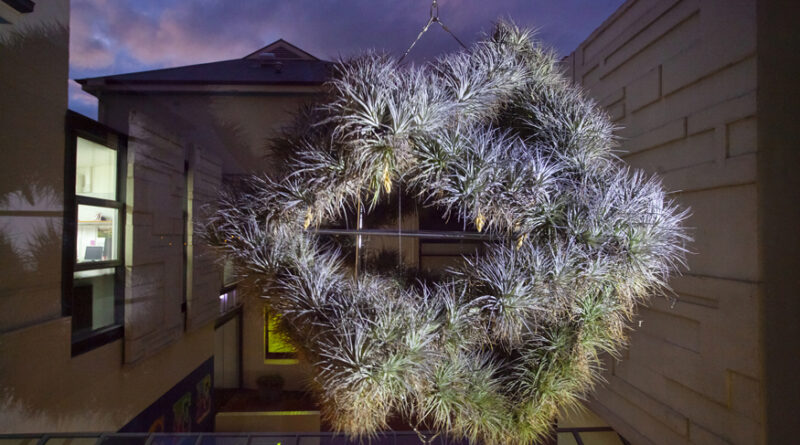 SPICEE, Installed 2016, suspended rotating living air plant sculpture, The Friends School, Hobart, Australia, photgraphed July 2019