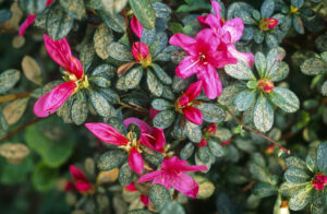 Leaf stippling caused by azalea lace bugs