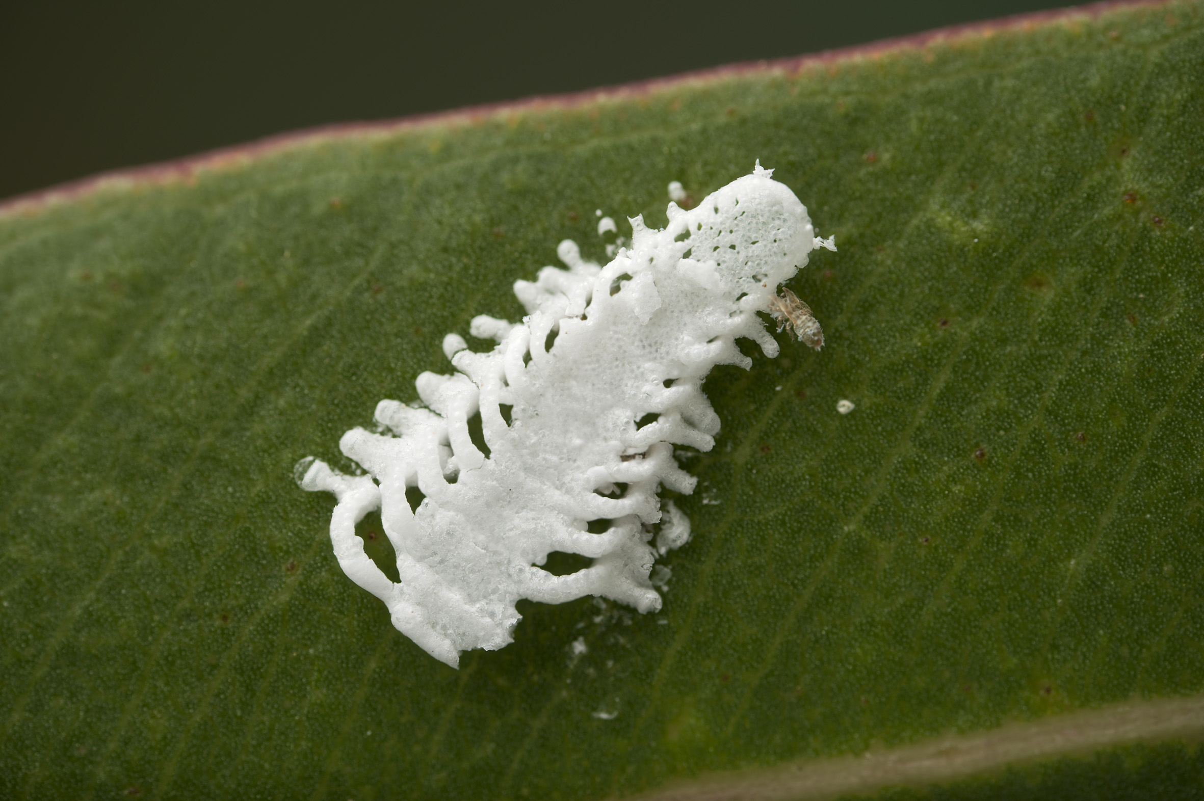 Signs of sapfeeding insects Hort Journal Australia