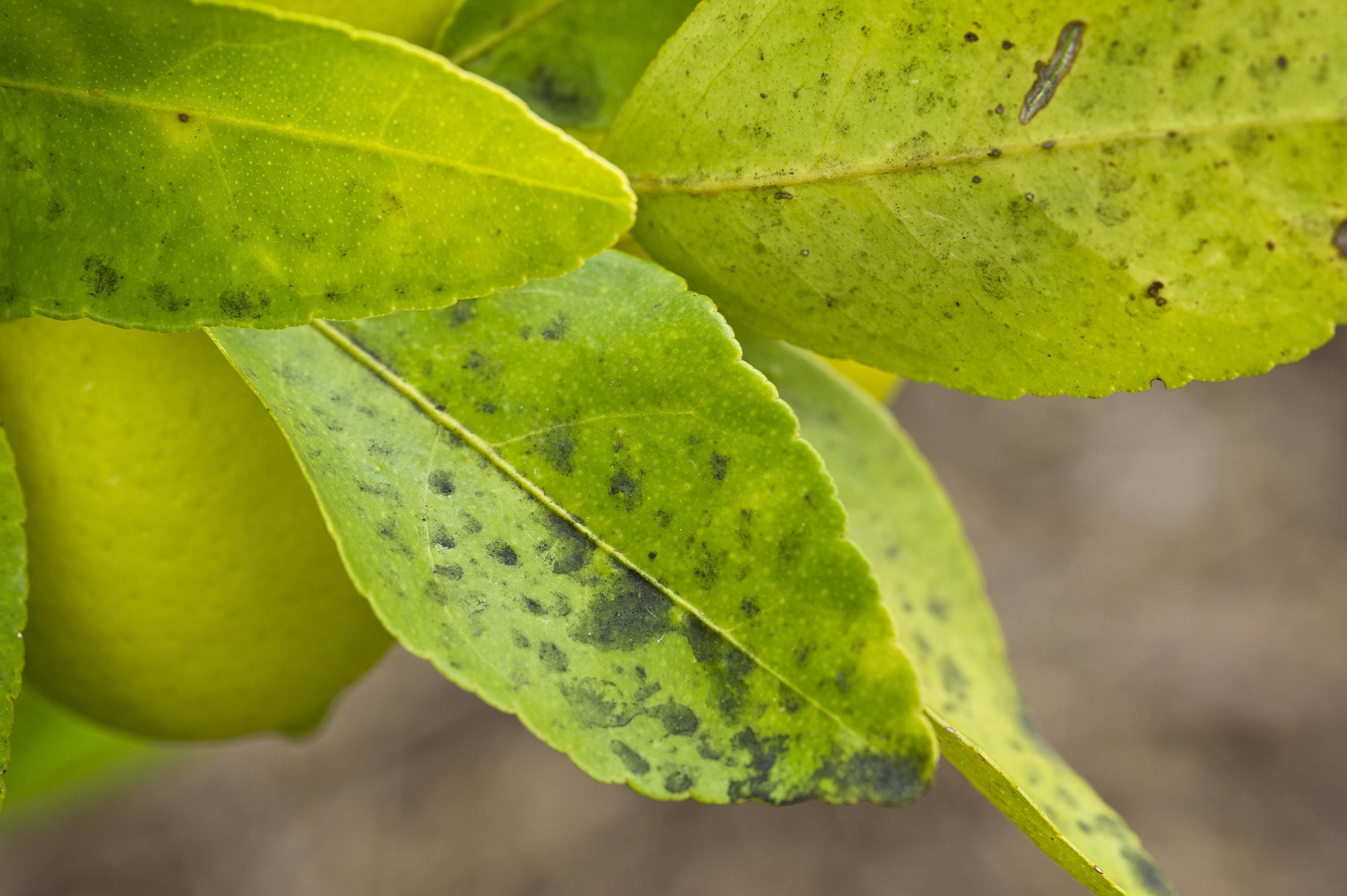 Sooty mould on citrus leaves