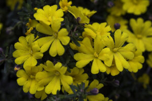 Gorgeous yellows are common in Hibbertia (Image: Greg Bourke)