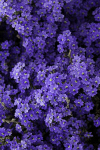Goodeniaceae have some of the best blues in the business (Image: Greg Bourke)