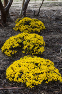 Acacia sp. In Western Australia (Image: Greg Bourke)