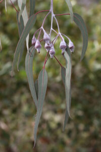 Eucalyptus caesia “Silver Princess’ (Image: Remember The Wild)