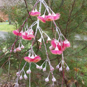 Eucalyptus ‘Silver Princess’ in flower (Image Janet Hodgkiss)