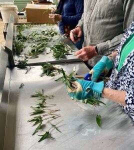 Volunteers honing their propagation skills as part of the Tennyson Dunes Group revegetation projects (Image: Nick Crouch)