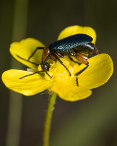Many insects are pollinators including beetles (Meloidae)