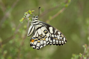 Insect diversity is not just about butterflies