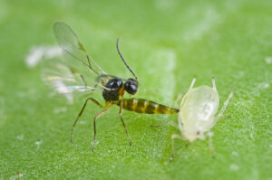 Flowering plants provide nectar for parasitic wasps like Aphidius