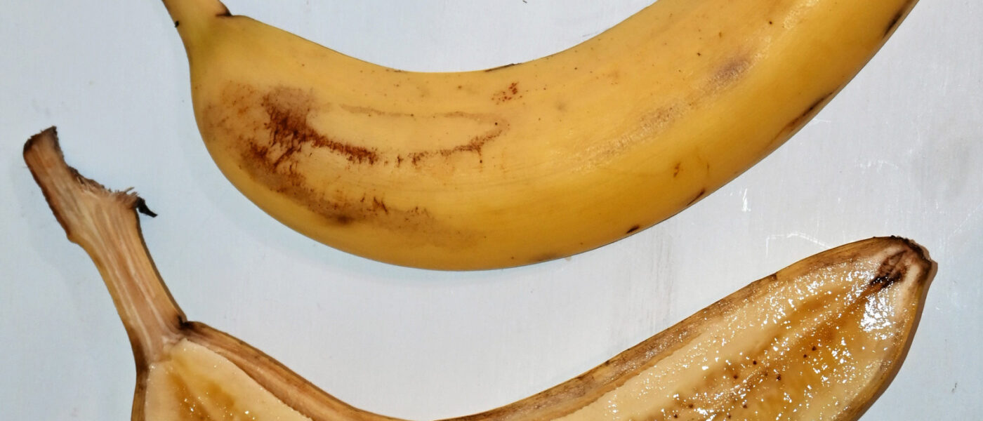 Seedless ‘Cavendish’ bananas account for most of the world’s banana production