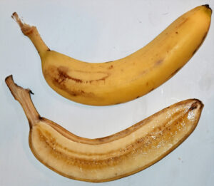 Seedless ‘Cavendish’ bananas account for most of the world’s banana production