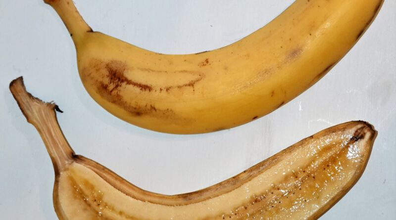 Seedless ‘Cavendish’ bananas account for most of the world’s banana production