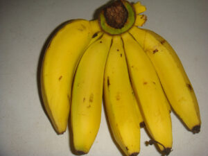 Old fashioned 'Gros Michel' bananas were severely affected by Panama disease in the fifties