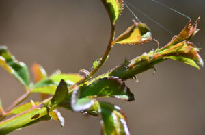 Aphids utilise parthenogenesis to quickly colonise plants