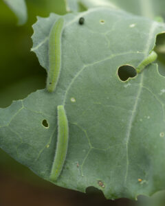 Control pest caterpillars before they reach full size