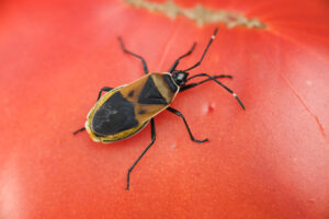 Harlequin bugs cause considerable damage as adults