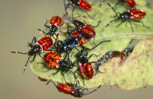 Sap-sucking harlequin bugs cluster together as early-stage nymphs