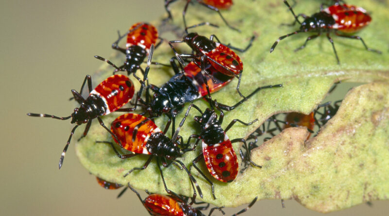 Sap-sucking harlequin bugs cluster together as early-stage nymphs