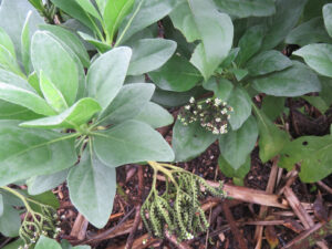 Octopus Bush Argusia argentea