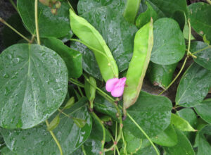 Beach Bean Canavalia rosea