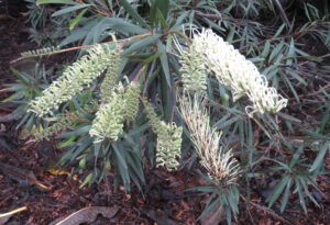 Grevillea exul