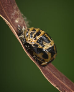 This is what a ladybird beetle pupa looks like