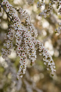 Thryptomene in flower. This native shrub provides a valuable nectar source for parasitic wasps (Image: Courtesy of Denis Crawford)