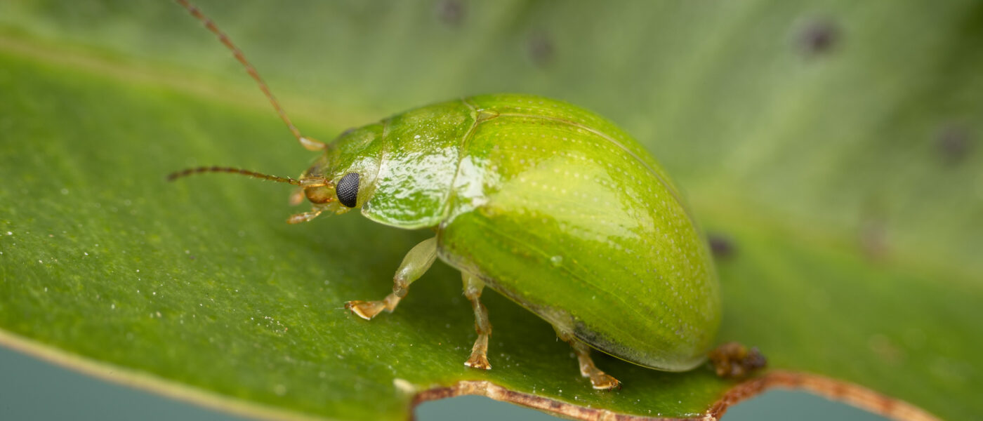 The lilly pilly beetle (Paropsides calypso) eats the leaves of species and cultivars of the Syzygium genus, causing foliar damage (Image: Courtesy of Denis Crawford)