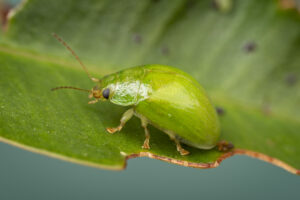 The lilly pilly beetle (Paropsides calypso) eats the leaves of species and cultivars of the Syzygium genus, causing foliar damage (Image: Courtesy of Denis Crawford)