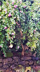 Camelia "Marge Miller" planted in the rich soil of the Northern Rivers NSW grows much taller