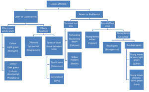 Diagnosis chart