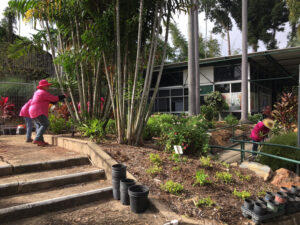 Friends of the Gardens preparing for the Visitors Centre Botanic Gardens Open Day