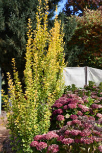 Ginkgo biloba 'Lemonlime Spire' (Image: PMA)