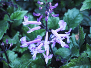 Plectranthus saccatus 'Velvet Elvis' (Image: A Touch of Class)