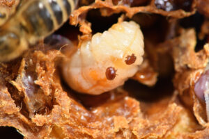 Varroa mites on honey bee larva (Image: xiSerge/Pixabay)