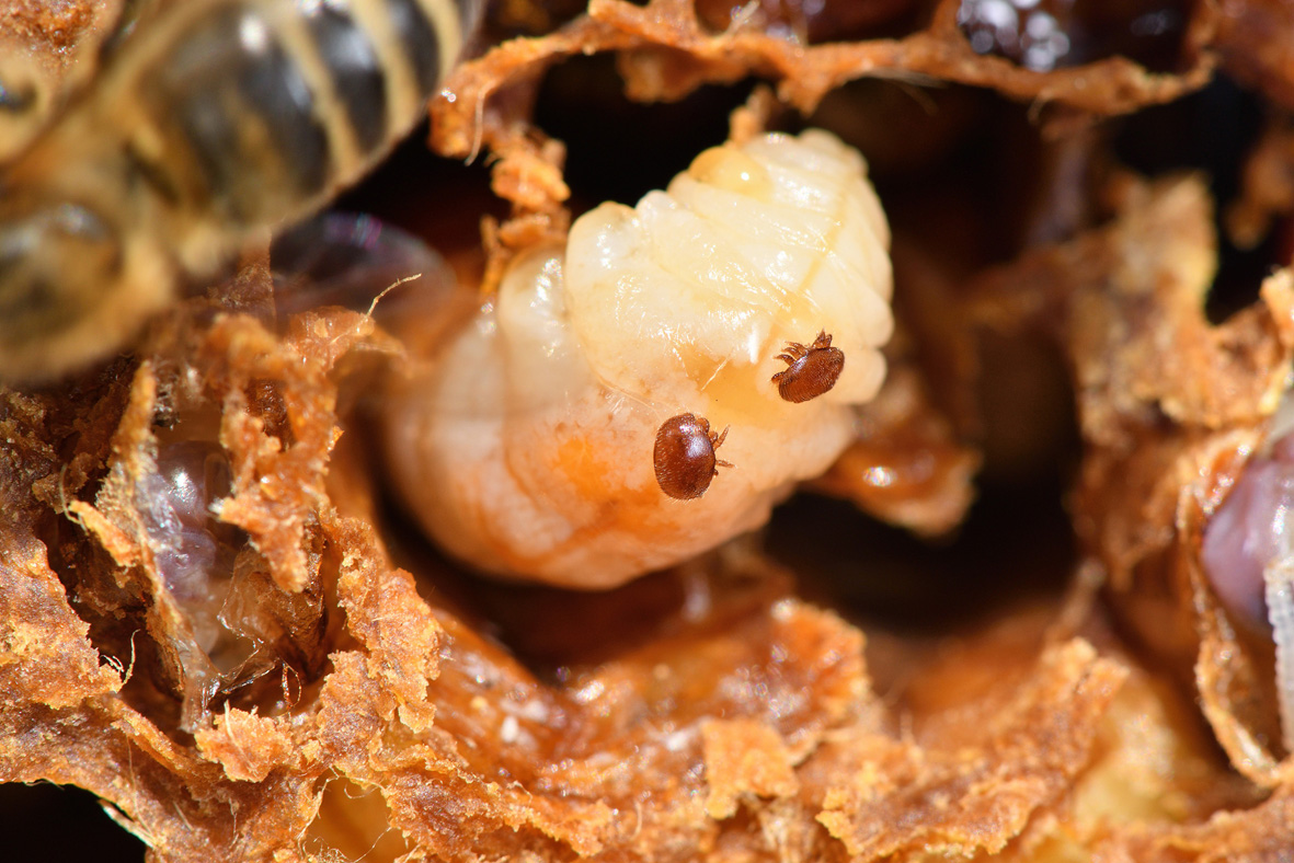 The impact of varroa mite Hort Journal Australia