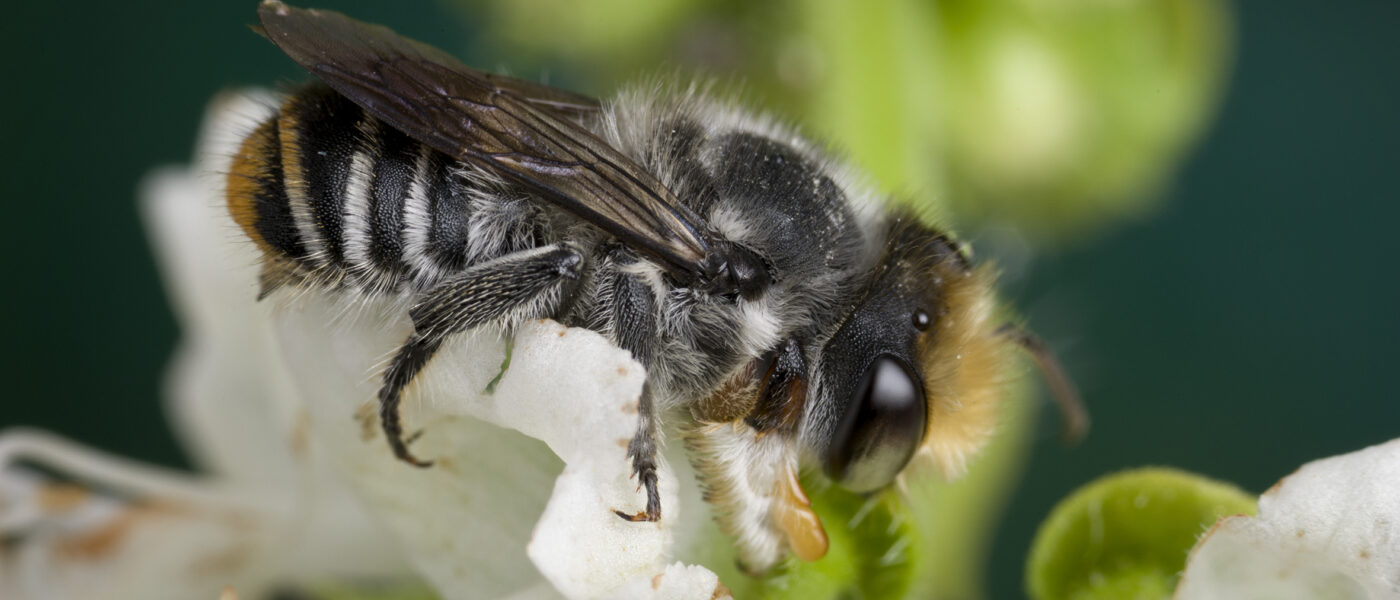 Native bees are not affected by varroa mite