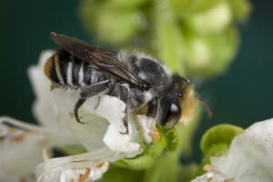 Native bees are not affected by varroa mite