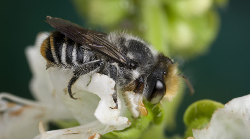 Native bees are not affected by varroa mite