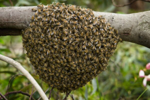 Feral honey bee swarm