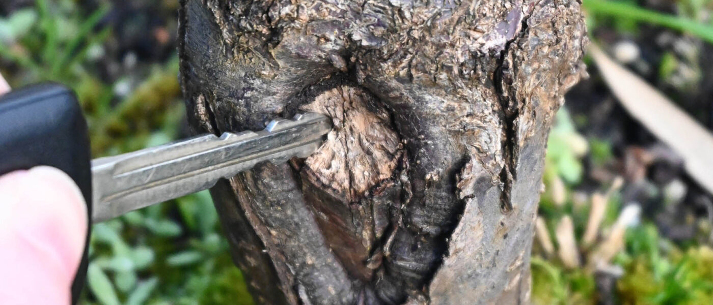 A compromised wound on a budded tree with receding vascular tissue and soft decay