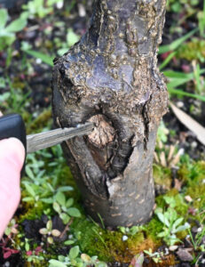 A compromised wound on a budded tree with receding vascular tissue and soft decay