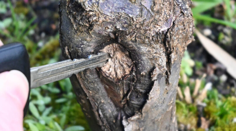A compromised wound on a budded tree with receding vascular tissue and soft decay
