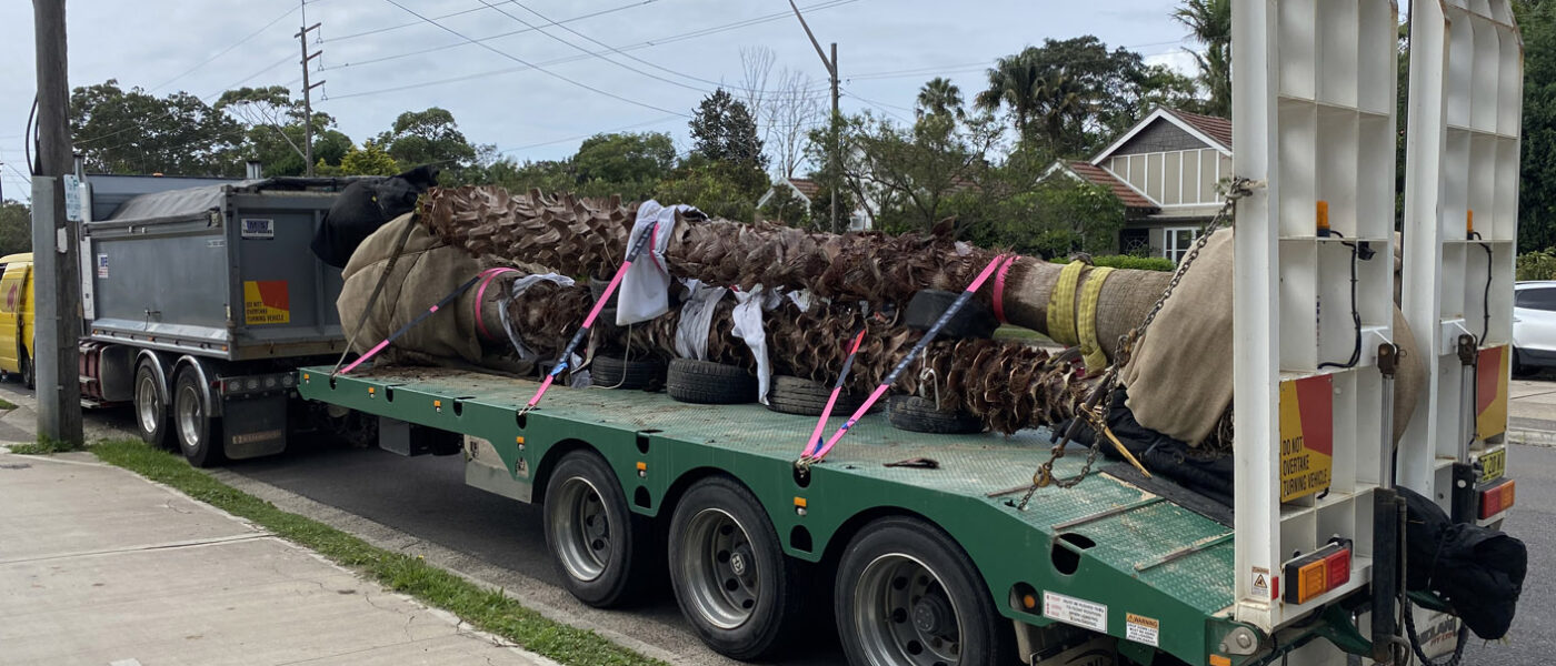 Washingtonia filifera (California Fan Palm) transported to site on a flatbed truck, before a Franna (taxi) crane was used to get them in and under the overhead wires in the street