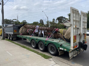 Washingtonia filifera (California Fan Palm) transported to site on a flatbed truck, before a Franna (taxi) crane was used to get them in and under the overhead wires in the street